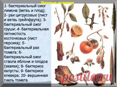 Фуразолидон в саду и огороде - просто не заменим. | Дачные истории | Яндекс Дзен