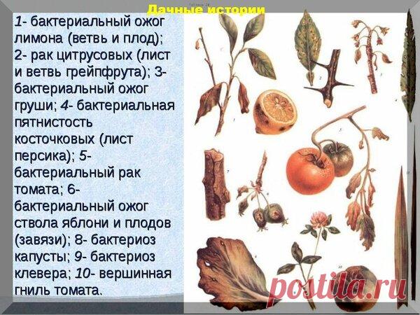 Фуразолидон в саду и огороде - просто не заменим. | Дачные истории | Яндекс Дзен