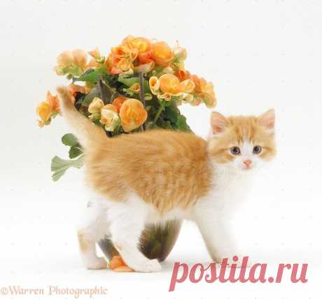 Ginger-and-white kitten rubbing past orange begonias photo - WP15159