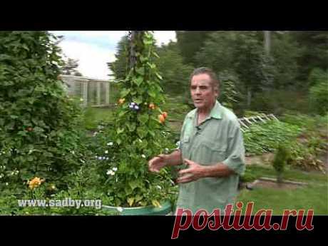 Пирамида из фасоли: красивая и урожайная - Ландшафтный дизайн своими руками - идеи для дизайна сада