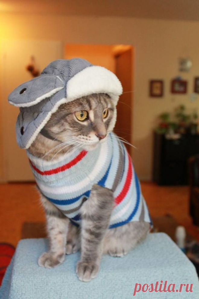 Этот кот обожает переодевания, и восхитителен в любых образах