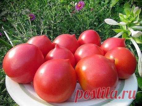 (6) Одноклассники