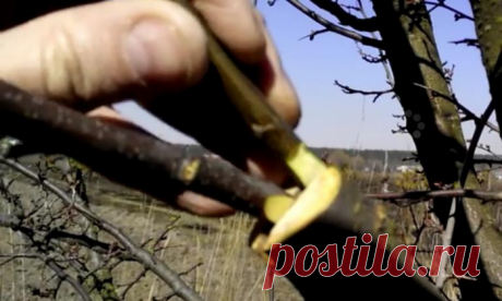 Все, что нужно знать о прививке сливы