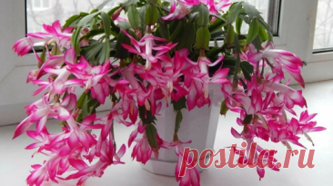 Делаю в июне с Декабристом, чтобы зимой получить лес из цветов | 60 Соток в Сибири | Дзен