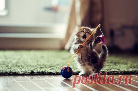 Кошки и котята