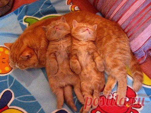 Одноклассники