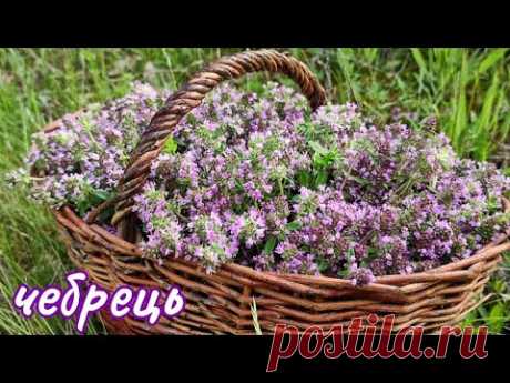 СИРОП з ЧЕБРЕЦЮ. Природний АНТИБІОТИК для Вашого здоров'я. Рецепт та поради у застосуванні.