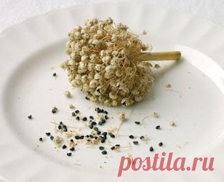 Вкусный Огород: Выращивание семян лука