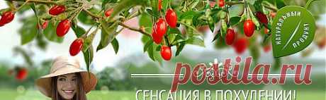 Что за ягода, способная сжечь жиры на животе? - svetlana.vashuk61@mail.ru - Почта Mail.Ru