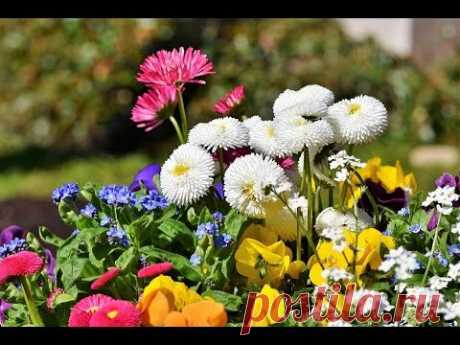 (2) МАРГАРИТКА из Средиземноморья - YouTube