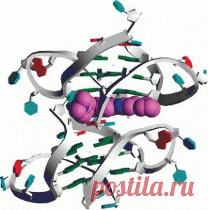 Нуклеиновые кислоты. Строение нуклеиновых кислот. Роль нуклеиновых кислот | Здоровый образ жизни Clinic All