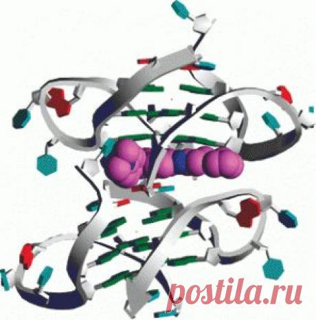 Нуклеиновые кислоты. Строение нуклеиновых кислот. Роль нуклеиновых кислот | Здоровый образ жизни Clinic All