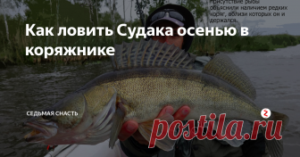Как ловить Судака осенью в коряжнике За весь рыболовный сезон мы даже не пытались ловить судака в коряжнике. Логика вполне объяснима - по теплой воде судак там не стоял, так как находятся эти крепкие места на глубинах 14-15 метров, а держался он в более высоком горизонте, как и его кормовая база. Но сейчас, с похолоданием, настало время проверить и эти точки.
Идем на коряжник. В первую очередь находим затопленную дорогу. Верхняя точк
