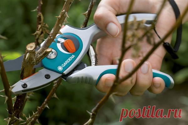 Обрезка роз: виды и сроки