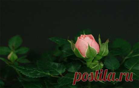 Плейкаст «РОЗОВЫЕ РОЗЫ!!!»