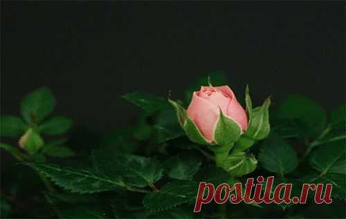 Плейкаст «РОЗОВЫЕ РОЗЫ!!!»