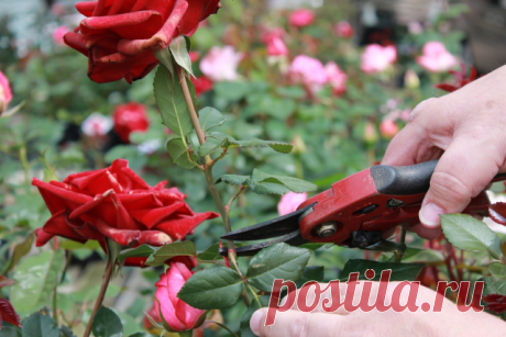 Совет по уходу за розами