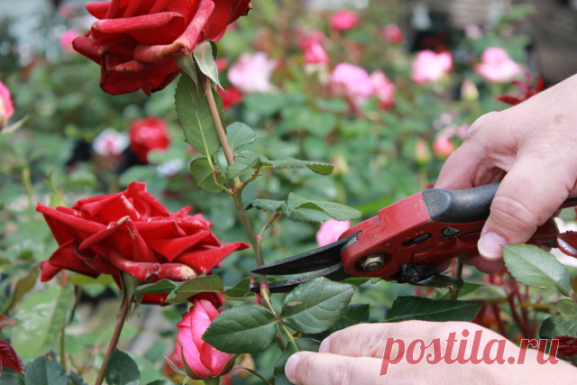 Совет по уходу за розами
