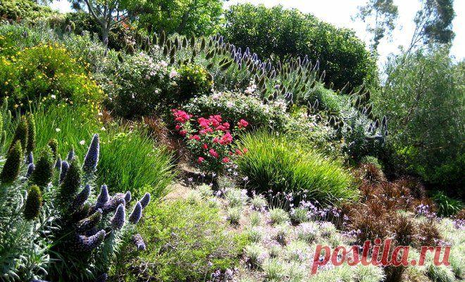 5 красивых растений для укрепления склонов | Цветники и клумбы (Огород.ru)