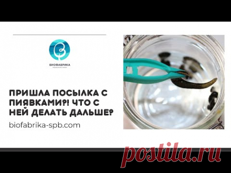 Пришла посылка с пиявками?! Что с ней делать дальше?
