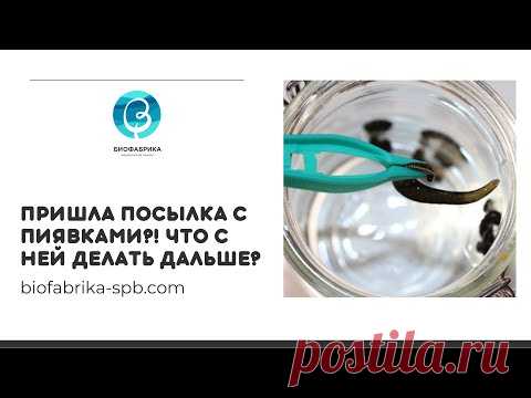 Пришла посылка с пиявками?! Что с ней делать дальше?
