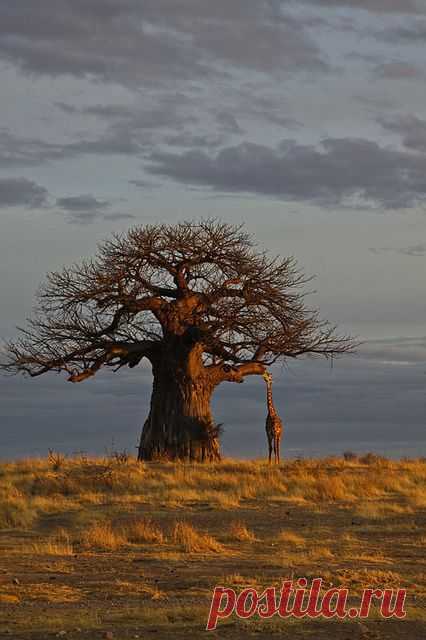 Africa | Wonderful Tree-Forestscape