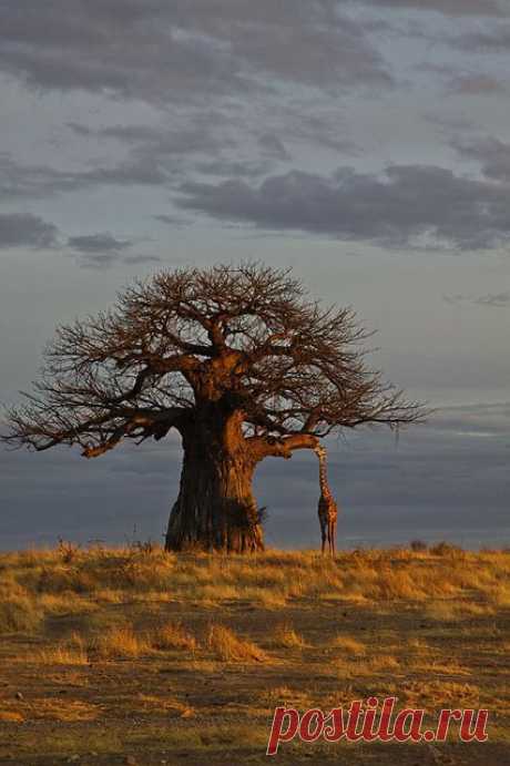 Africa | Wonderful Tree-Forestscape