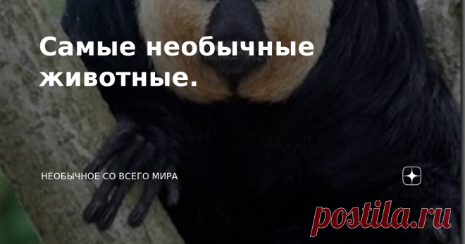 Самые необычные животные. Необыкновенный мир животных очень разнообразен и богат. Природа никогда не повторяет дважды свои творения, она движется вперед, создавая все новые и новые виды животных, которые не устают поражать человеческий глаз своей необычностью и мельчайшими деталями, которые помогают им приспосабливаться к жизни на земле, под землей, в воде или в воздухе. Иногда остается только удивляться, насколько необычные создания существуют на нашей планете. Этим живот...