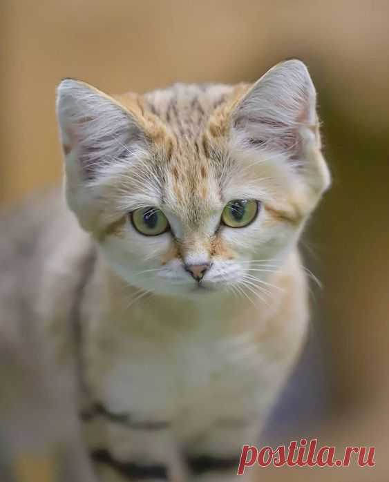Sandcat