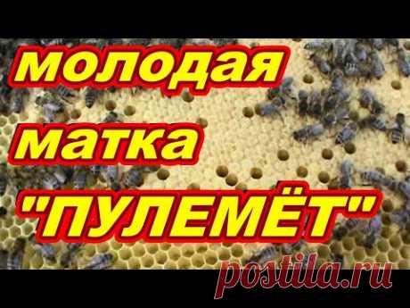 Отводок на свищевой маточник РЕЗУЛЬТАТ !!! Матка сеет как ''пулемёт&quot; ! - YouTube