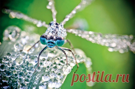 Насекомые в каплях росы / Путешествия / Моя Планета