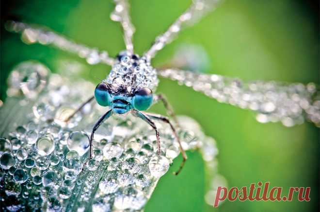 Насекомые в каплях росы / Путешествия / Моя Планета