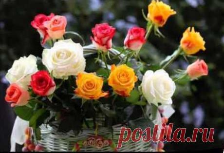 Плейкаст «ЛЮБИМЫМ ДРУЗЬЯМ.»