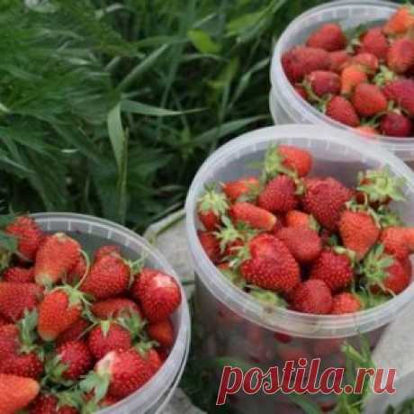 Уход за клубникой в июне на даче: как получить хороший урожай дождливым летом - МирТесен