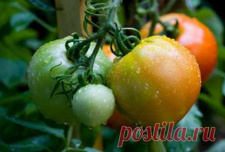 Когда правильно снимать томаты для дозаривания, чтобы они были вкуснее и дольше лежали | Эксперт по огороду | Дзен