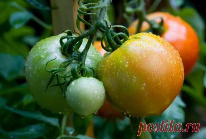 Когда правильно снимать томаты для дозаривания, чтобы они были вкуснее и дольше лежали | Эксперт по огороду | Дзен