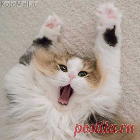 Пятничный котик)
