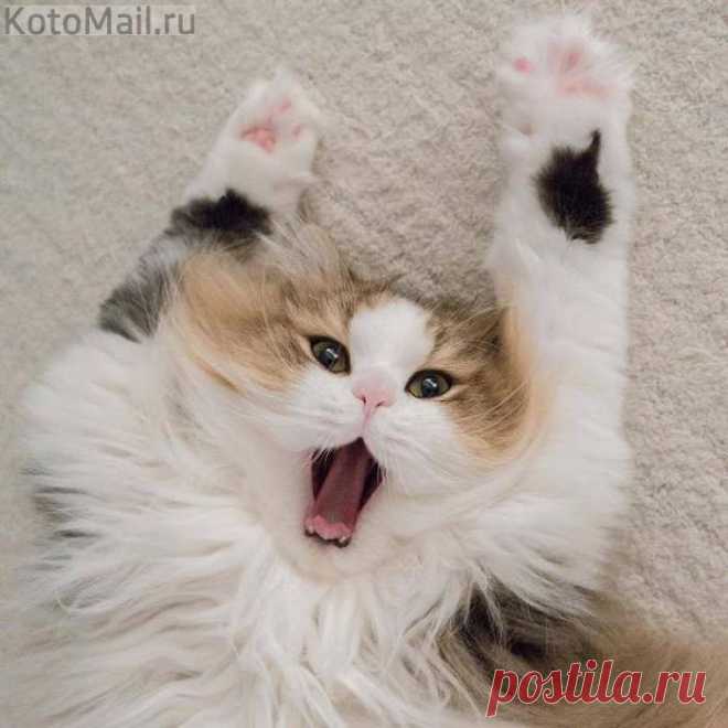 Пятничный котик)