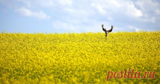 Олень в поле цветущего рапса к северу от города Кремона в Канаде