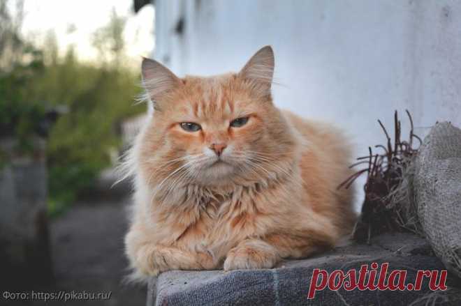 Кот спас всю семью и вывел мальчика из летаргического сна