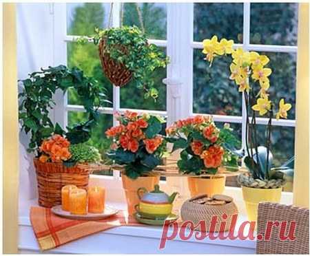 Как добиться цветения домашних растений