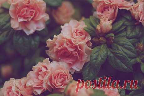 roses tumblr background - Поиск в Google