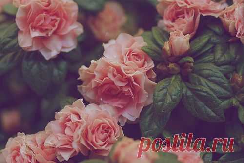 roses tumblr background - Поиск в Google