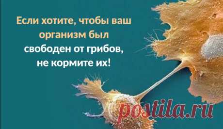 Если хотите, чтобы ваш организм был свободен от грибов, не кормите их 


Загрузка…



Грибы – это другая цивилизация, при этом самая древняя, практически вечная субстанция. Вытравить грибы из организма человека очень-очень сложно. Если грибок уже заселился, и, условно г…