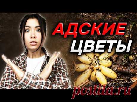 😥🔥ПОСАДИЛ И ПОЖАЛЕЛ! 23 растения которые превратят дачу в АД