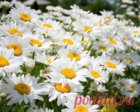 Ах, ромашки! Цветы луговые...золотисто-белый дурман...
Вы как души чьи-то святые, как целительный сердцу бальзам...