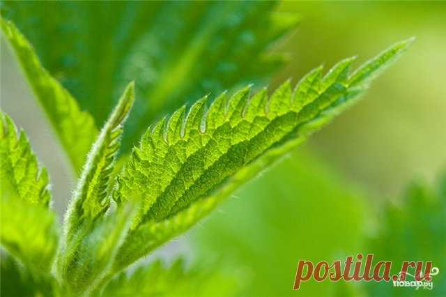 Крапива консервированная - кулинарный рецепт с фото на Повар.ру