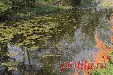 A pond in a park. The water is murky and the reflection of the trees in the water is distorted Стоковое фото, фотограф Ilaronsia / Фотобанк Лори