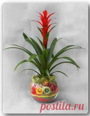 Гусмания язычковая: экзот странной формы..