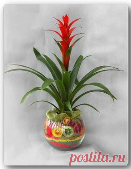 Гусмания язычковая: экзот странной формы..